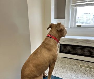 Heart & Soul Animal Hospital