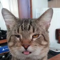 All Pets Hospital ico