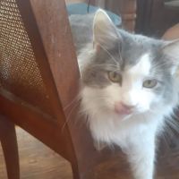 Geary Veterinary Services Mount Pleasant Clinic ico