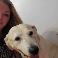 Top Notch Veterinary Clinic ico