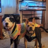 Holiday Park Animal Hospital ico