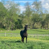 Fox Run Equine Center ico