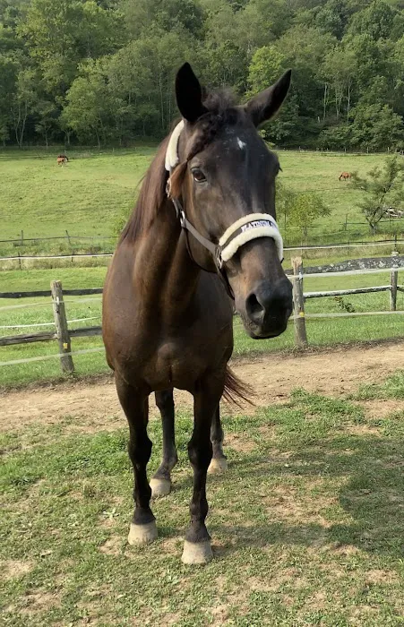 Fox Run Equine Center 4