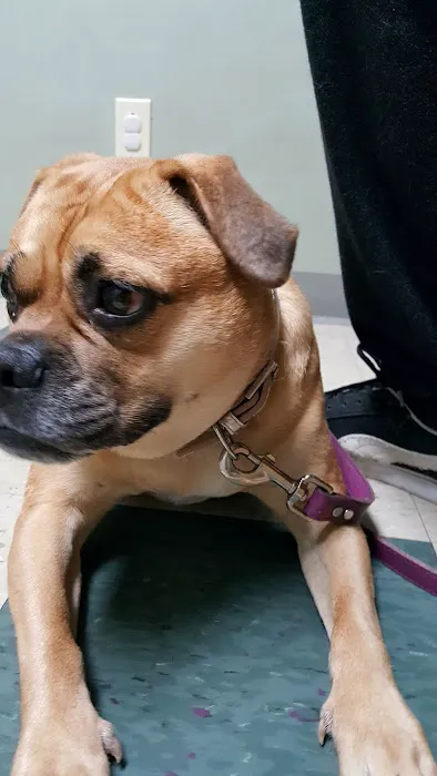 Pittsburgh East Animal Hospital 6