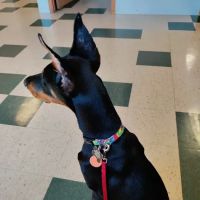 Pittsburgh East Animal Hospital ico