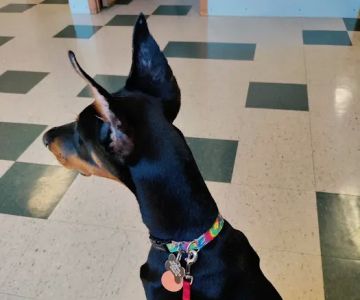 Pittsburgh East Animal Hospital