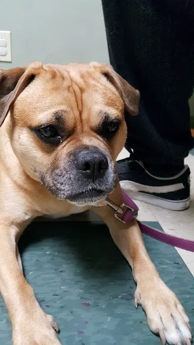 Pittsburgh East Animal Hospital 7