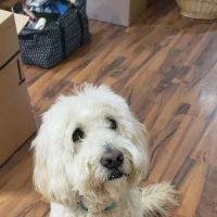 Randolph Veterinary Clinic ico