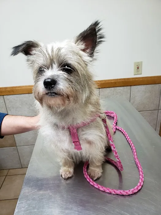 Randolph Veterinary Clinic 4