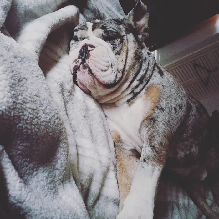 Fredonia Animal Hospital 1