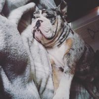Fredonia Animal Hospital ico
