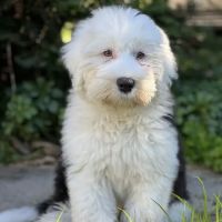 Westfield Veterinary Hospital ico