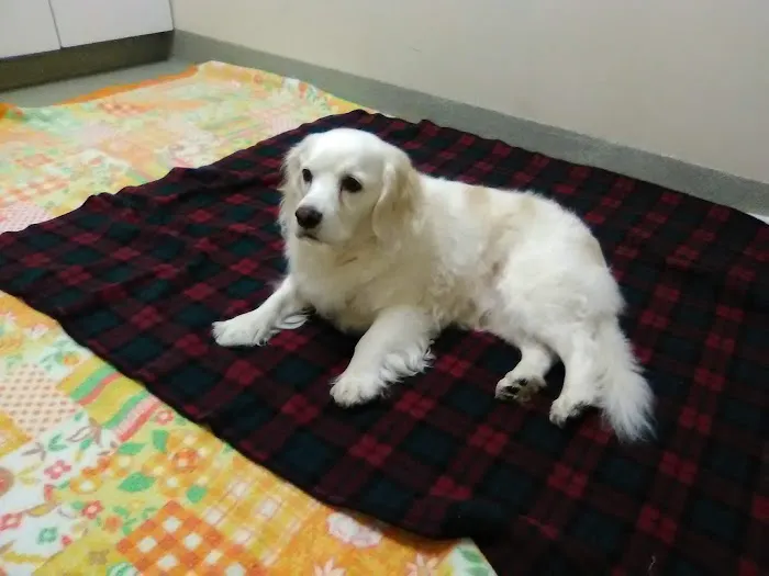 Forestville Animal Hospital 4