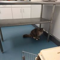 Forestville Animal Hospital ico