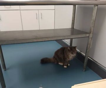 Forestville Animal Hospital