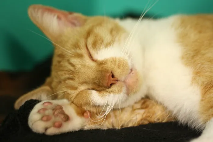 Warren Veterinary Hospital 4