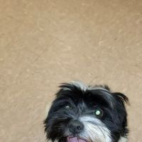 Kinzua Veterinary Clinic ico