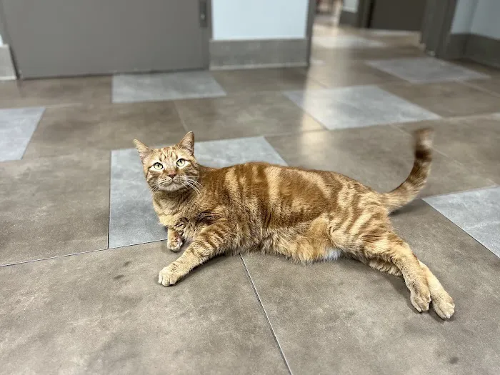 Southern Hills Veterinary Hospital 5