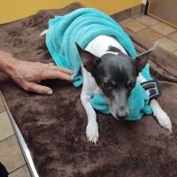 Banfield Pet Hospital ico