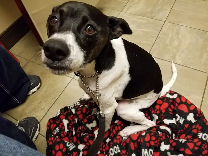 Oklahoma Veterinary Specialists 5
