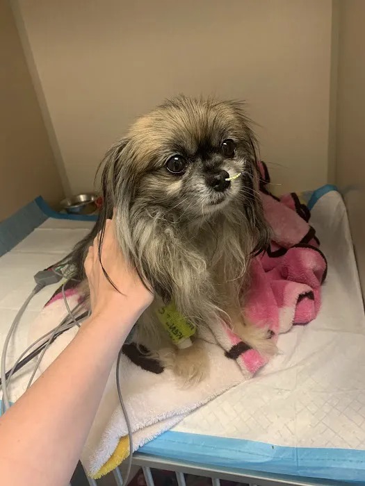 Oklahoma Veterinary Specialists 6