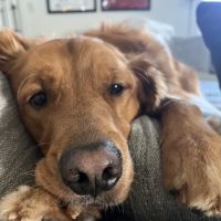 Oklahoma Veterinary Specialists ico