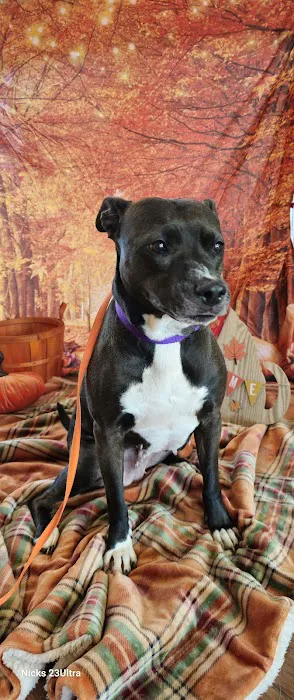 Hammond Animal Hospital 1