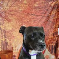 Hammond Animal Hospital ico