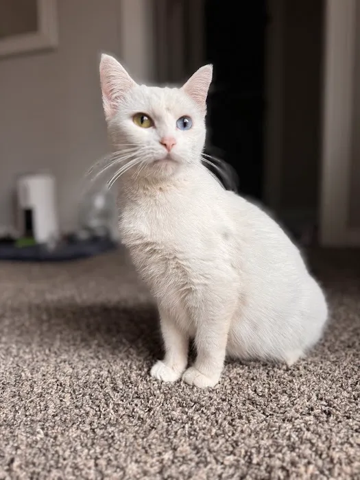 Feline Specialties 4