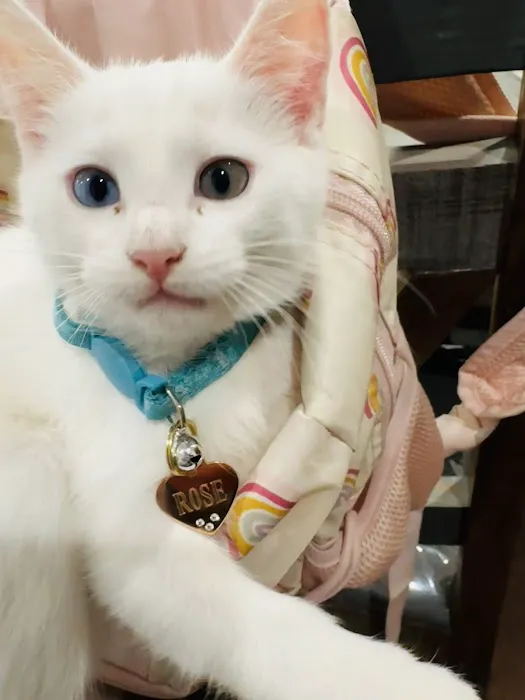 Feline Specialties 10
