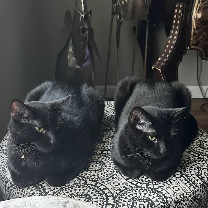 Feline Specialties 1