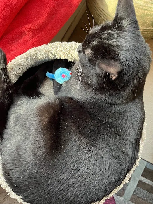 Feline Specialties 9