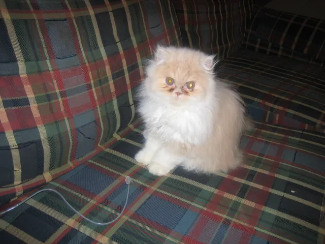 Feline Specialties 2