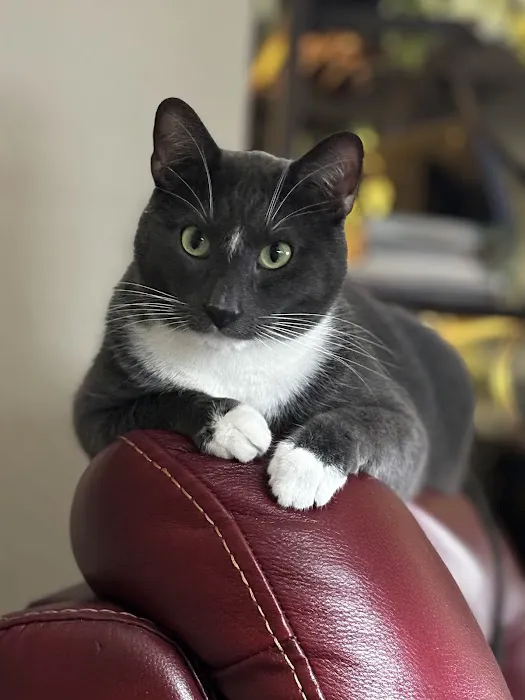 Feline Specialties 3