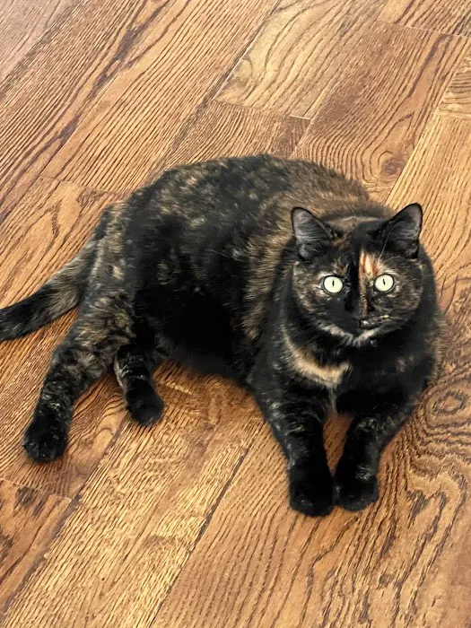 Feline Specialties 8