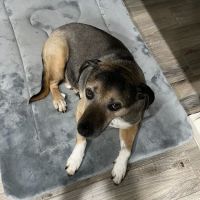 Jenks Veterinary Hospital ico