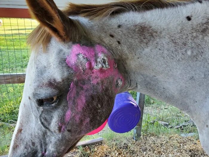 Pine Ridge Equine Hospital 9