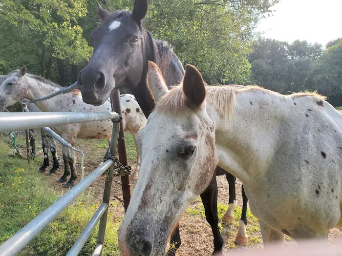 Pine Ridge Equine Hospital 5
