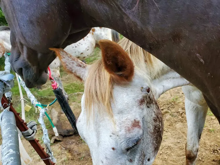 Pine Ridge Equine Hospital 8