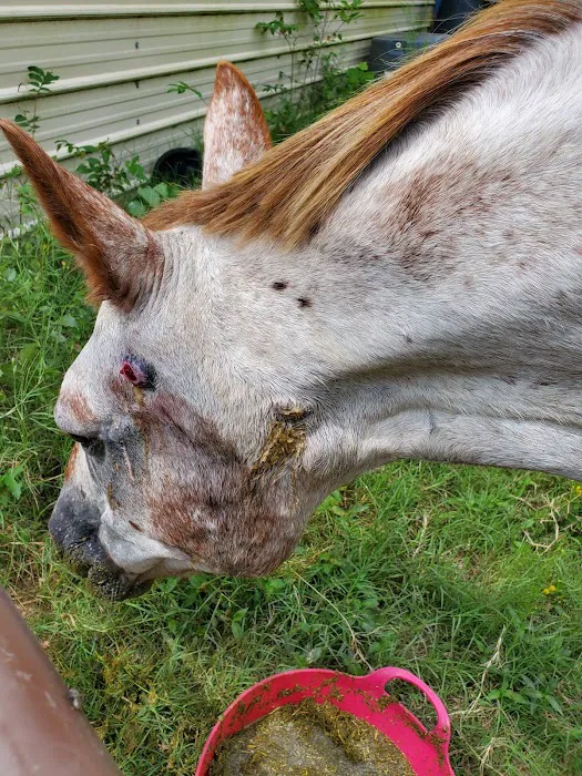 Pine Ridge Equine Hospital 10