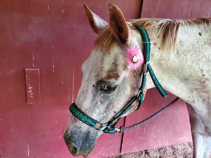Pine Ridge Equine Hospital 6