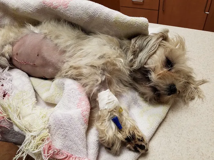 Woodland West Animal Hospital 5