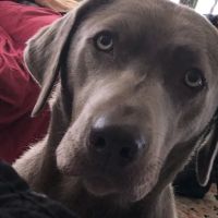 Banfield Pet Hospital ico