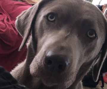 Banfield Pet Hospital