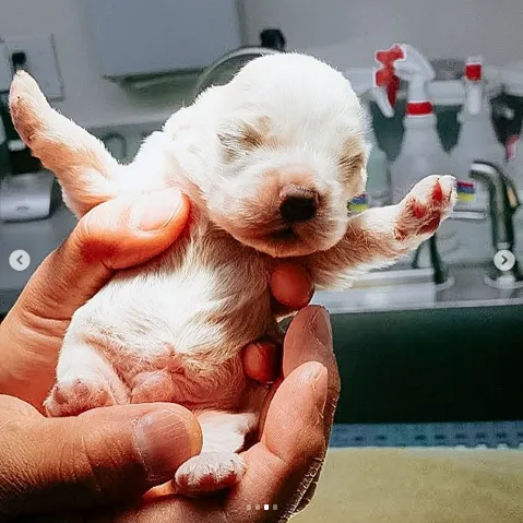 Rancho Sequoia Veterinary Hospital 2