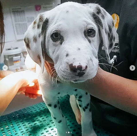 Rancho Sequoia Veterinary Hospital 5