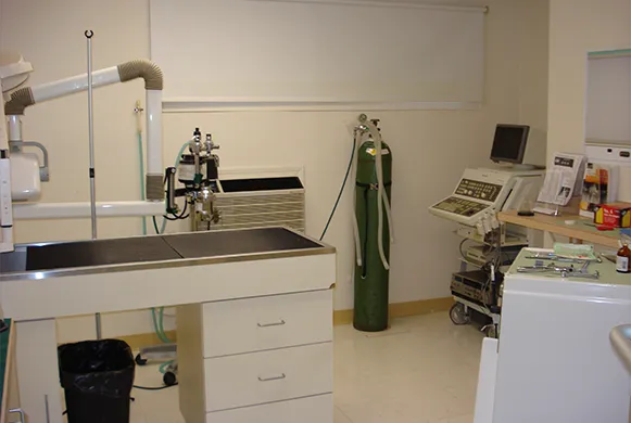 Orchard Village Animal Clinic - A Thrive Pet Healthcare Partner 10