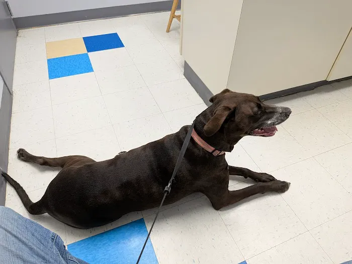 Orchard Village Animal Clinic - A Thrive Pet Healthcare Partner 1