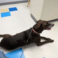 Orchard Village Animal Clinic - A Thrive Pet Healthcare Partner ico