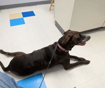 Orchard Village Animal Clinic - A Thrive Pet Healthcare Partner